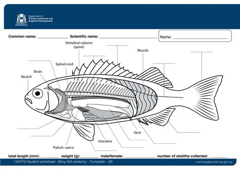 Student Worksheet: Bony fish anatomy - Trumpeter SS • Department of Primary Industries and ...