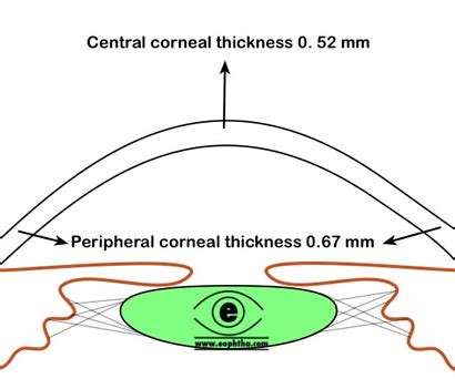 Anatomy of Cornea