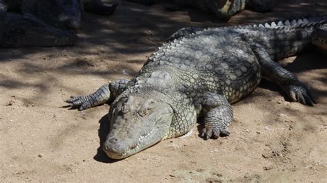 Namibia Africa - Crocodile Farm - Feeding Stock Footage SBV-310955031 - Storyblocks