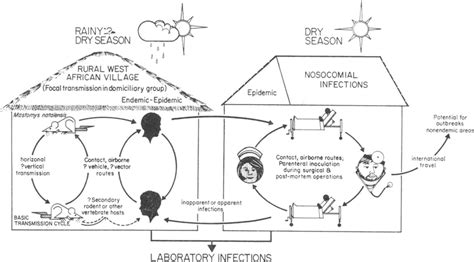 Diagrammatic presentation of the epidemiological cycles of Lassa virus ...