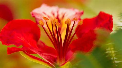 Gulmohar Flower Photograph by SAURAVphoto Online Store - Pixels