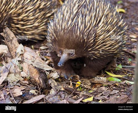 Echidna Eggs Hatching