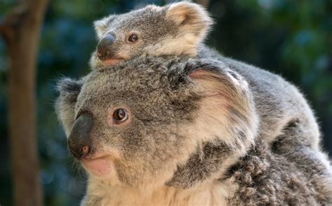 Koala - Los Angeles Zoo and Botanical Gardens