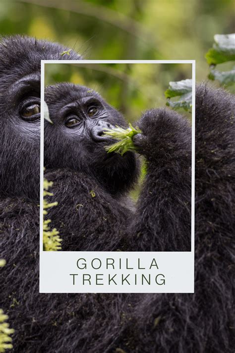 7 Travel Tips for Your Gorilla Trekking Safari