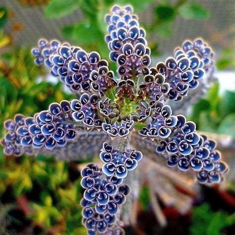 Chandelier Plant Seeds, Mother of Thousands Plant, Kalanchoe ...