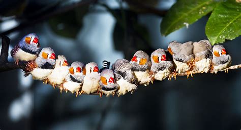 Zebra Finch Varieties | Zebra Finch | Finches and Canaries | Guide