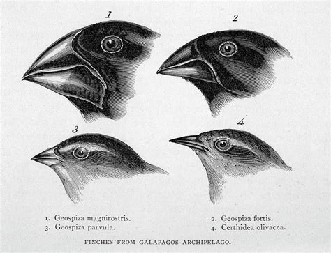 Finches From The Galapagos Islands Drawing by Mary Evans Picture ...