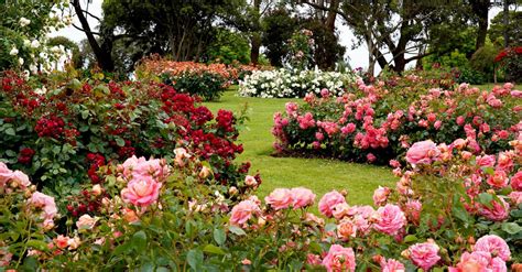 Rose Garden Ideas: 14 Rose Gardens To Inspire | Storables