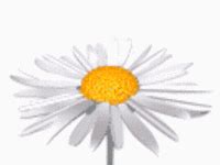 Flor GIF - Conseguir el mejor gif en GIFER