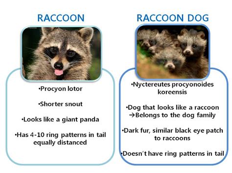 Whats The Difference Between A Raccoon And A Raccoon Dog