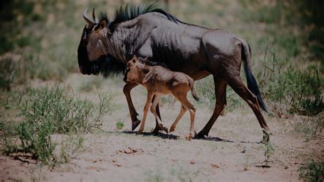 Wildebeest Calving Season Safari | Safari | Ker Downey Africa