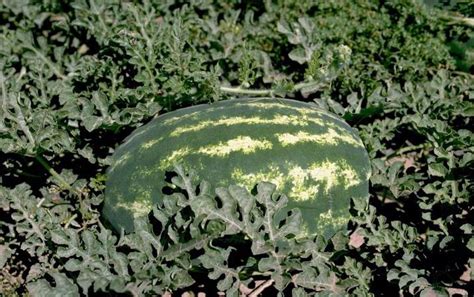 Seedless Watermelons: Why Are Seeds Costly and Why Do They Produce ...