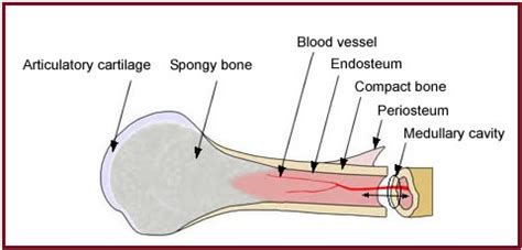 Endosteum - Function, Location and Anatomy