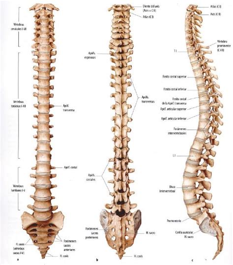 Hueso Columna Vertebral