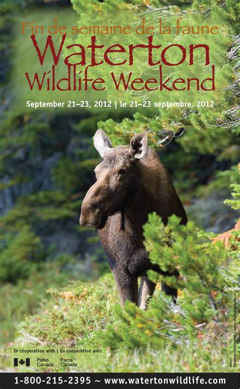 The Huckleberry Hiker: Waterton Wildlife Weekend