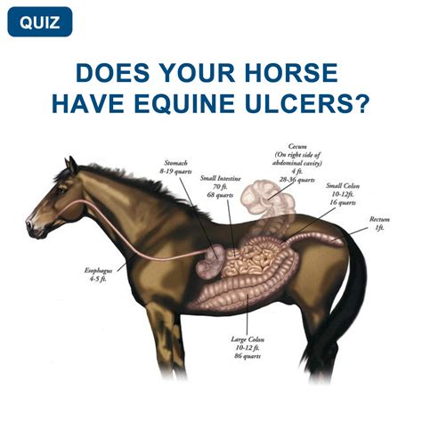 Does your horse have equine ulcers? | Ulcers, Equine ulcers, Horses