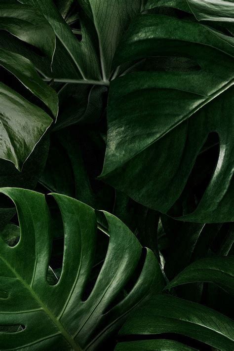 Monstera Leaves, HD phone wallpaper | Peakpx