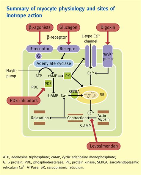 Inotropes - Anaesthesia & Intensive Care Medicine