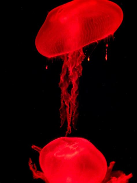 Red Jellyfish, free photos, #1349419 - FreeImages.com