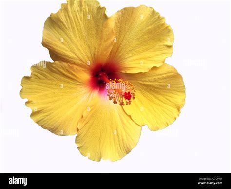 Colorful and detailed yellow Hawaiian Hibiscus flower on a white background Stock Photo - Alamy