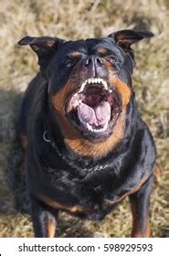 Rottweiler Barking Royalty-Free Images, Stock Photos & Pictures | Shutterstock