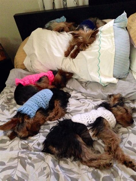 Can u count 5 lil Yorkies sleeping | Yorkshire terrier, Yorkie lovers, Yorkie