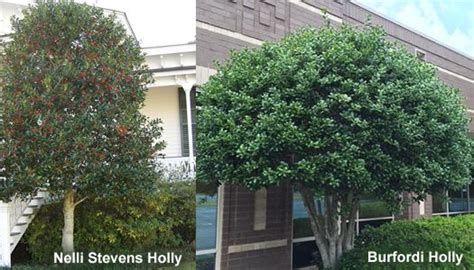 How To Prune Evergreen Holly Bushes & Trees - Wilson Bros Gardens ...