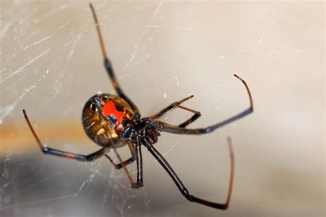 True facts about the world's most fear-inducing spider | Natural World | Earth Touch News