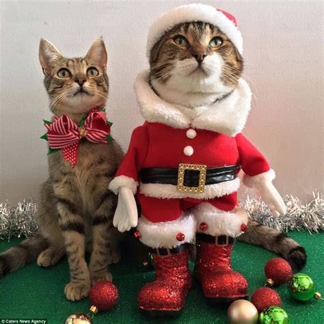 Woman dresses up her cats for Christmas in festive onesies | Daily Mail Online