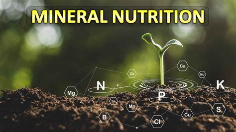 [PPT] Mineral Nutrition in Plants Class 11 Notes - Rajus Biology