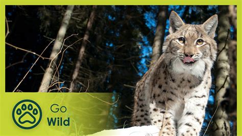 Link with the Lynx - Go Wild - YouTube