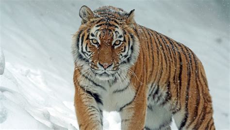 Rusia va a proteger el tigre siberiano en un parque de 16 hectáreas situado en la isla Russki ...