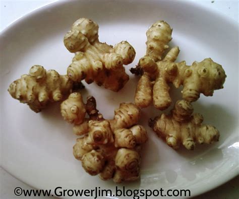 Sunchoke (Helianthus tuberosus): the sunflower with an edible tuber ...