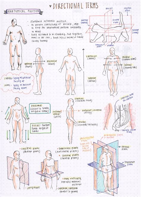 [09.04.16] some directional terms for anatomy ….all these terms are confusing me haha {6 ...