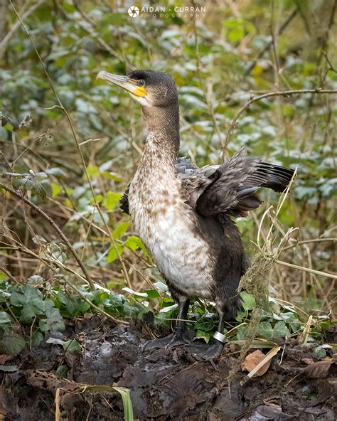 Juvenile Cormorant Canal Drogheda – Aidan Curran Photography