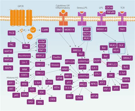 MAPK Signaling Pathway | AbMole BioScience