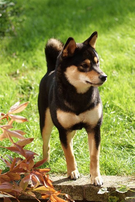 Koko and Cassey in the garden | Shiba inu dog, Cute dogs, Puppies