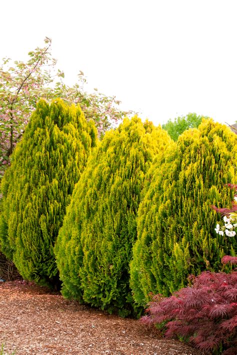 Dwarf Golden Arborvitae | Arborvitae tree, Monrovia plants, Evergreen shrubs