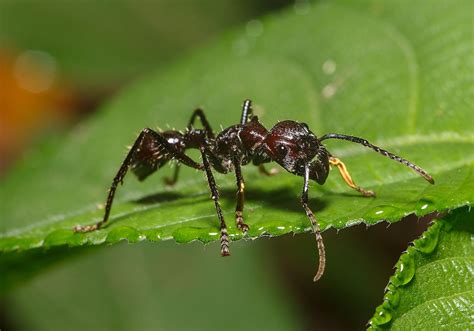 Most Dangerous Bugs in the World, How to Prevent Bites