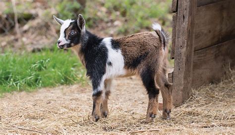 Mini Lamancha Goat: What You Need To Know