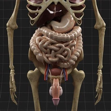 Human Body Internal Organs Diagram Male : Organs Torso Humano Cuerpo Anatomical Liver Digestive ...