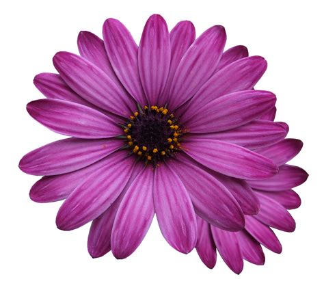 Purple Floral Backgrounds For Photoshop