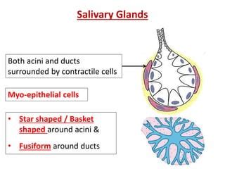 Exocrine glands histology | PPT