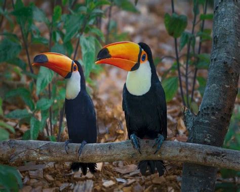 Are Toucans Good Pets? Yes, Yes, And Yes! This Is Why!