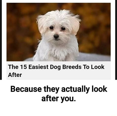 The 15 Easiest Dog Breeds To Look After Because they actually look ...