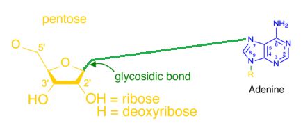 Glycosidic Bond | Definition & Types - Lesson | Study.com