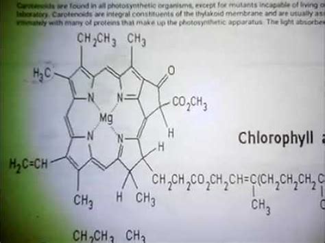 Chlorophyll Structure