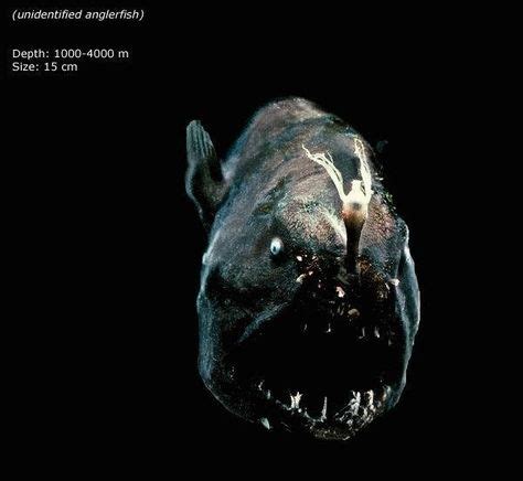 Unidentified anglerfish in The Marianas Trench - | Amazing deepwater ...