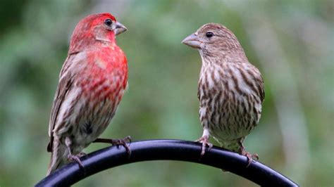 Finches: Mating Habits, Nesting & Eggs - SongbirdHub