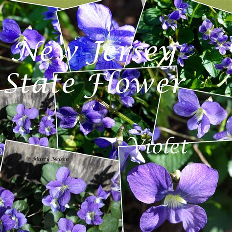 Violet: New Jersey State Flower. ©Photo copyright by Marty Nelson. You ...